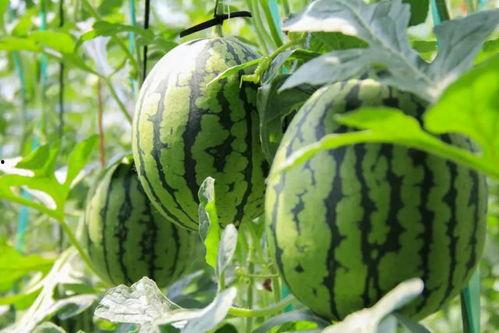 盛世东方曹县免费吃瓜,免费瓜果盛宴,共享盛世东方风采 第3张 盛世东方曹县免费吃瓜,免费瓜果盛宴,共享盛世东方风采 第3张